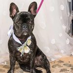 14 ways to personalise your wedding: pets at weddings