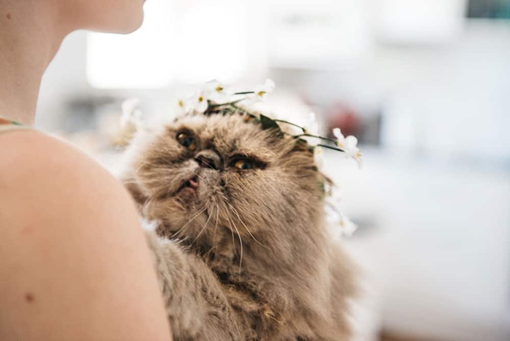 Pet cat as bridesmaid
