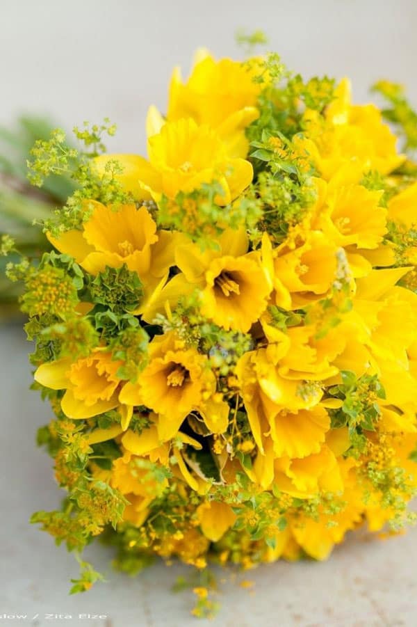 Daffodil 'Jonquil' winter wedding flower